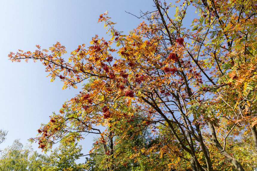 秋天在树枝上红山灰莓图片