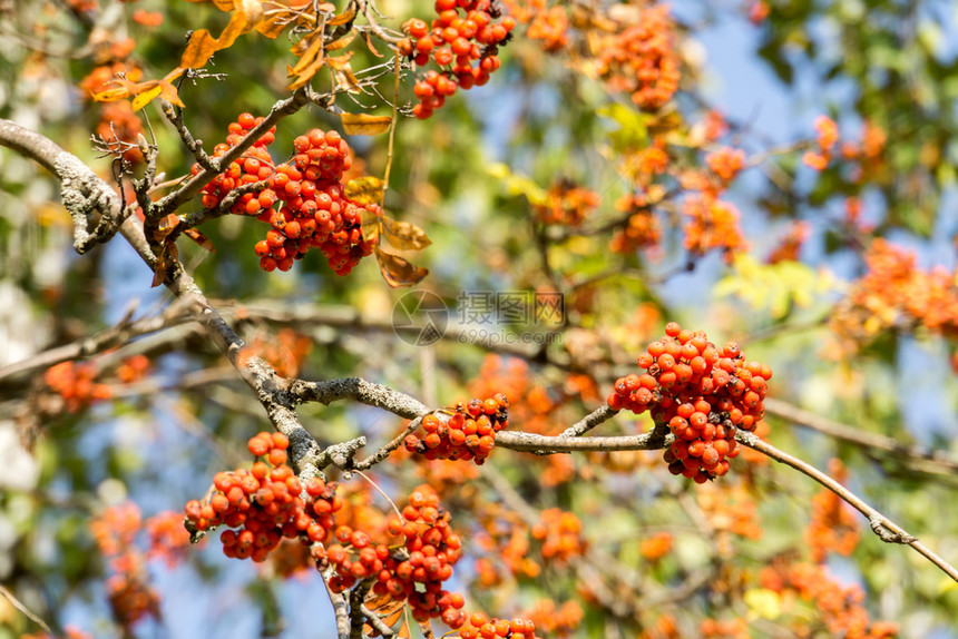 秋天在树枝上的果实图片