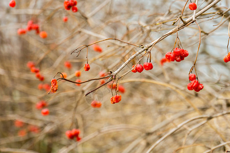 秋天在树枝上放着明亮的红山灰莓图片