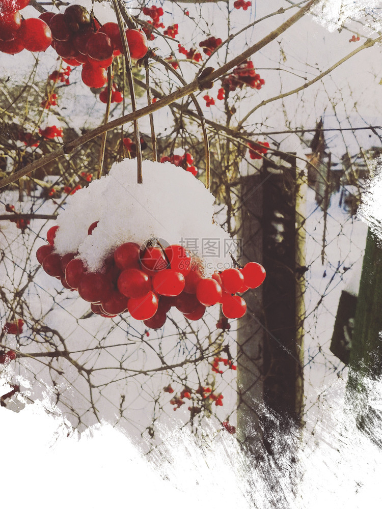 冬季背景带罗兰浆果和雪后退角效应图片