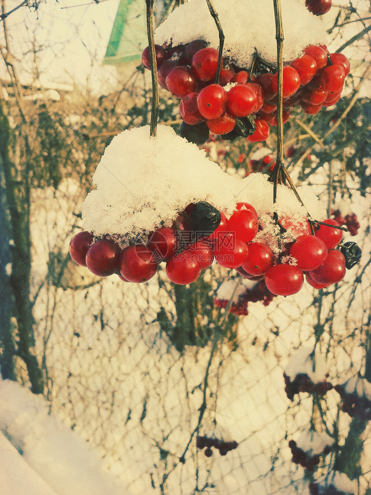 冬季背景带罗兰浆果和雪后退角效应图片