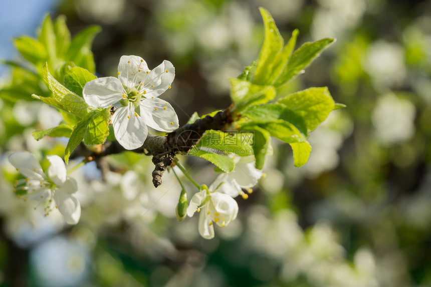 春天在树枝上盛开白花图片