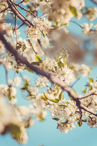 春天盛开的白花图片