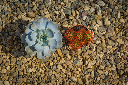 微小的脑电荷外壳彩虹家庭植物苏普兰特图片
