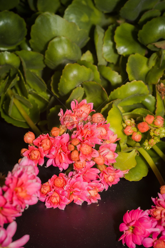 家庭种植苏普尔特卡兰乔粉红色花关闭背景图片
