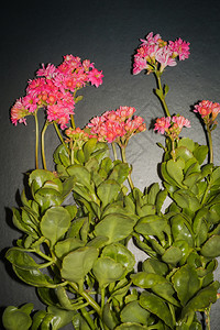 家庭种植苏普尔特卡兰乔粉红色花关闭背景图片