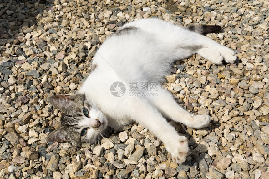 夏日的阳光下可爱猫躺在碎石上图片