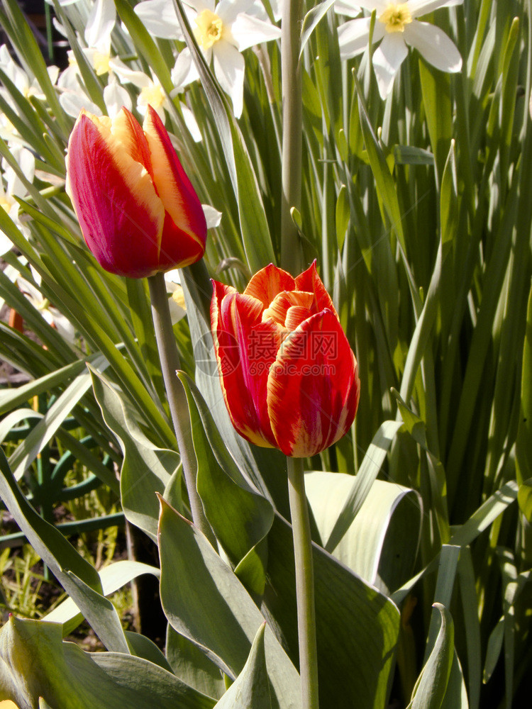 红色和黄春季郁金香花背景图片