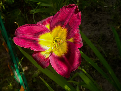 罕见黄色君子兰花朵的在园里紧闭夏背景背景