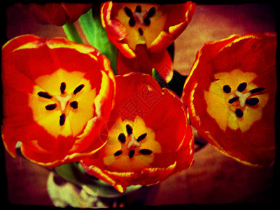 鲜艳红色郁金香花图片