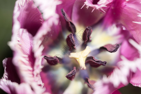 紫色的郁金香花和水滴合影图片