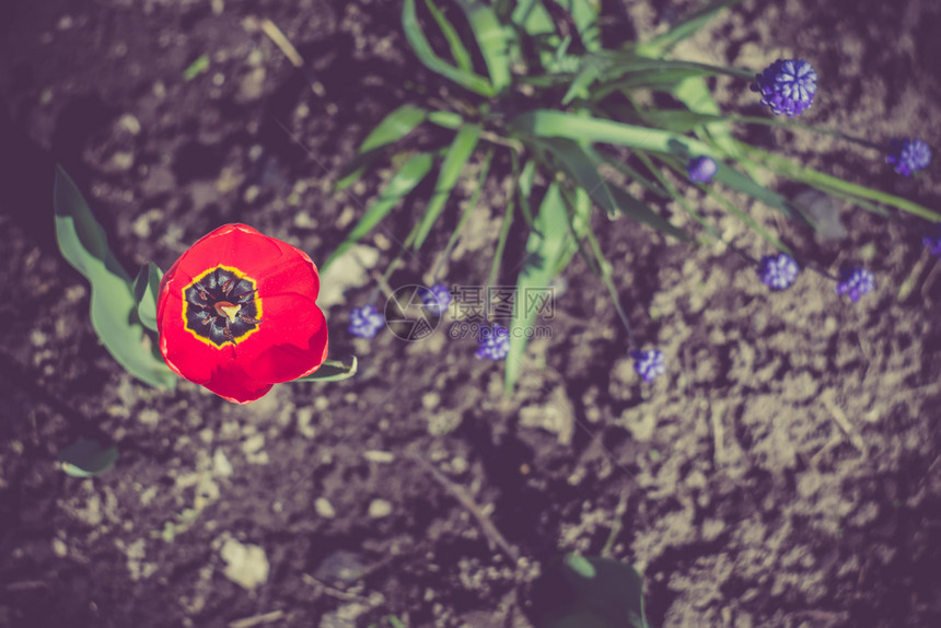 花园里有红色的郁金香花古老的春天背景图片