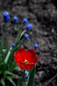 花园里有红色的郁金香花春天背景图片