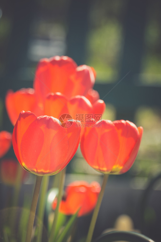 花园里有红色的郁金香花图片