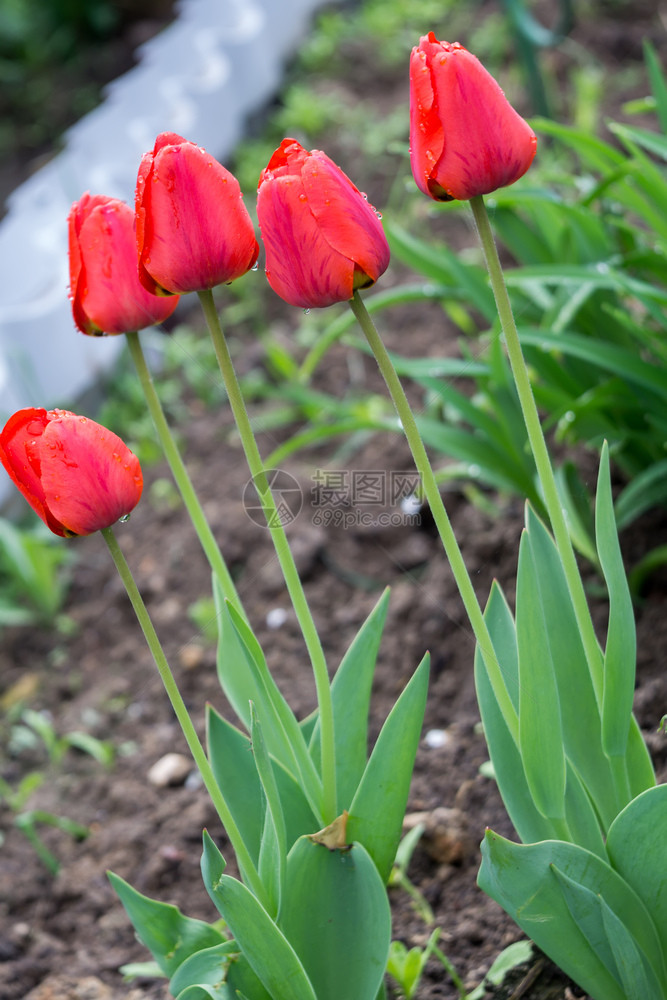 花园里有红色的郁金香花图片