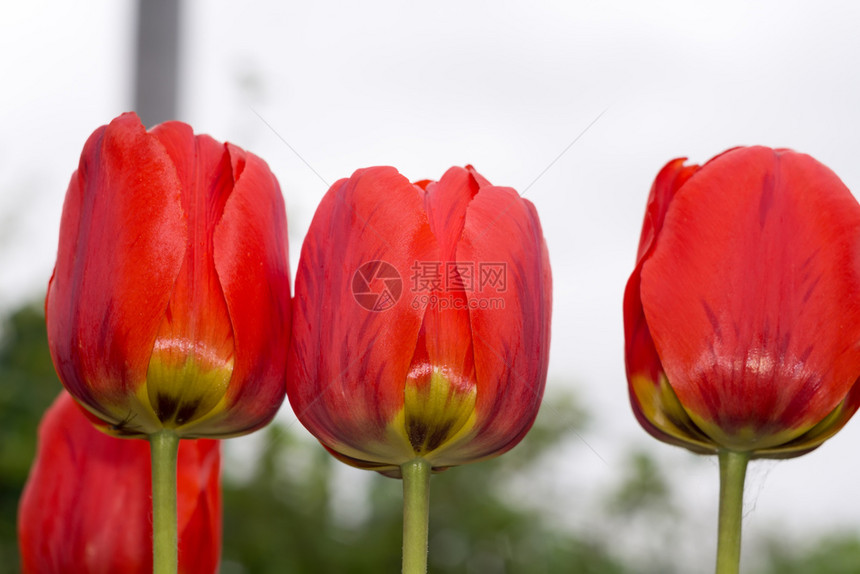 花园里有红色的郁金香花图片