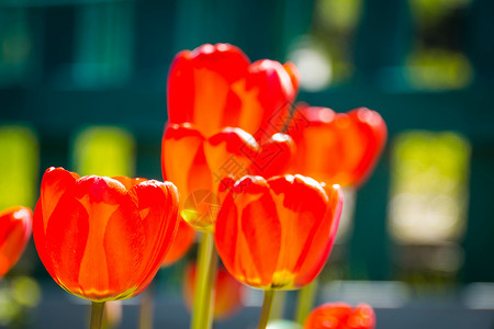 花园里有红色的郁金香花背景图片