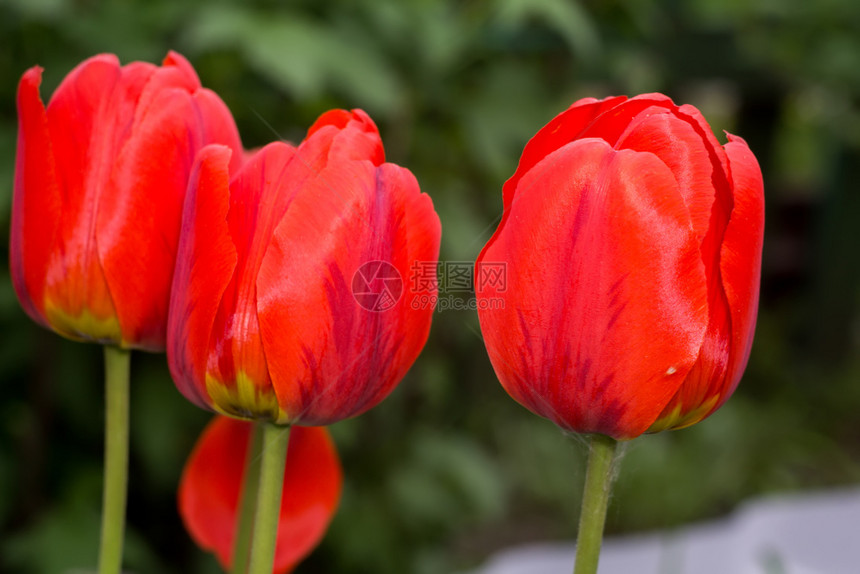 花园里的红色郁金香花图片