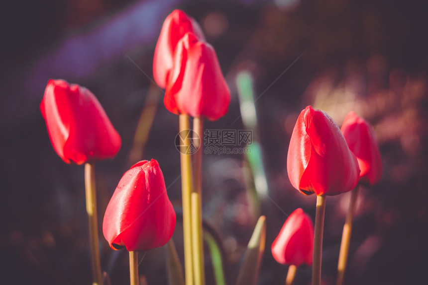 花园里的红色郁金香花图片