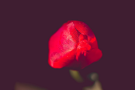 花园里红色的鲜郁金香花图片