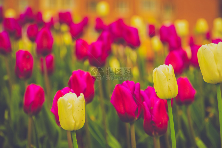 公园里美丽的郁金香花图片