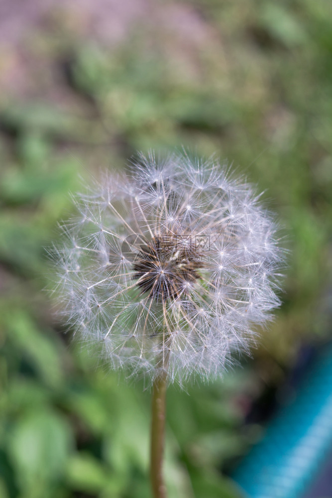 紧贴着白花朵的帽子天然背景图片