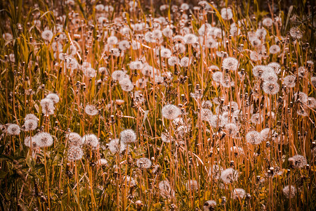 在阳光明媚的草原上夏季白花岗岩复古背景背景图片