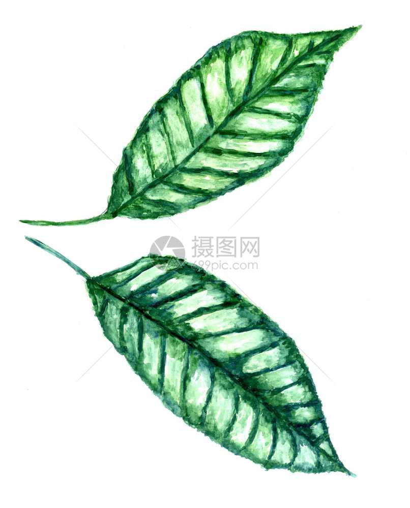 装饰大绿色热带叶水彩插图图片