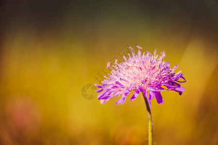 秀美野生紫罗兰紫罗兰花朵在草原上开宏观背景