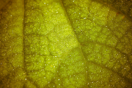深厚的绿黄瓜叶在水中滴落过滤的底图片