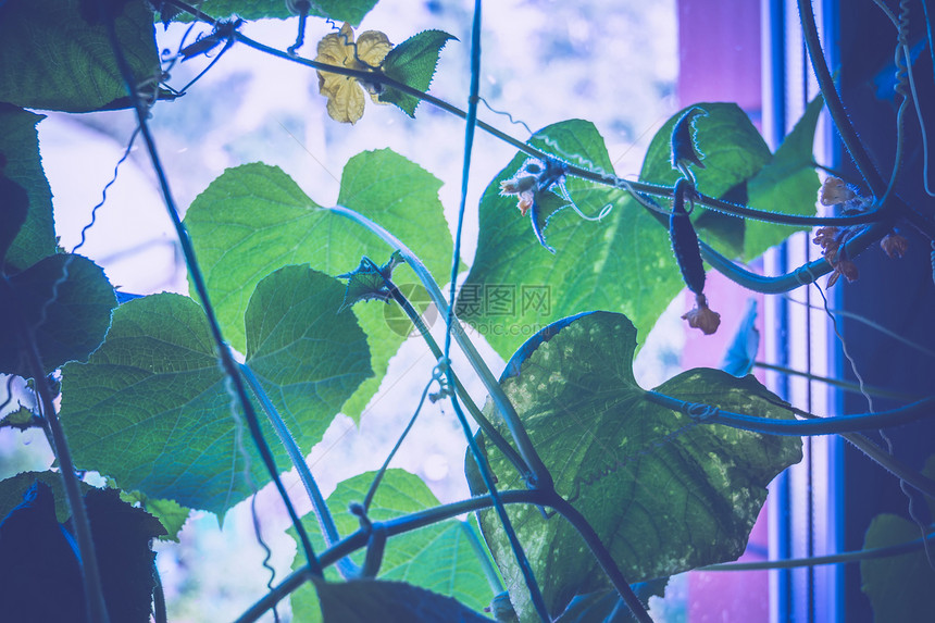 房子窗户上的绿黄瓜树苗被过滤了图片