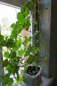 房子窗户上的绿黄瓜树苗图片