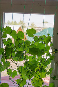 房子窗户上的绿黄瓜树苗图片
