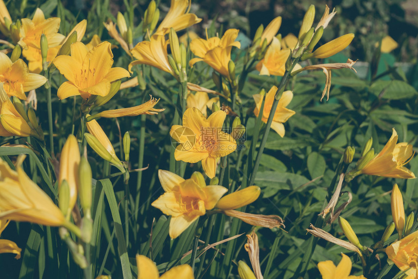 花园床上的亮黄色百合花图片