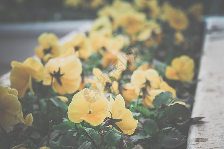 花园有黄色的花朵图片