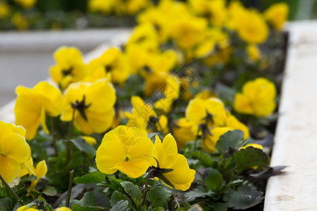 花园有黄色的花朵图片