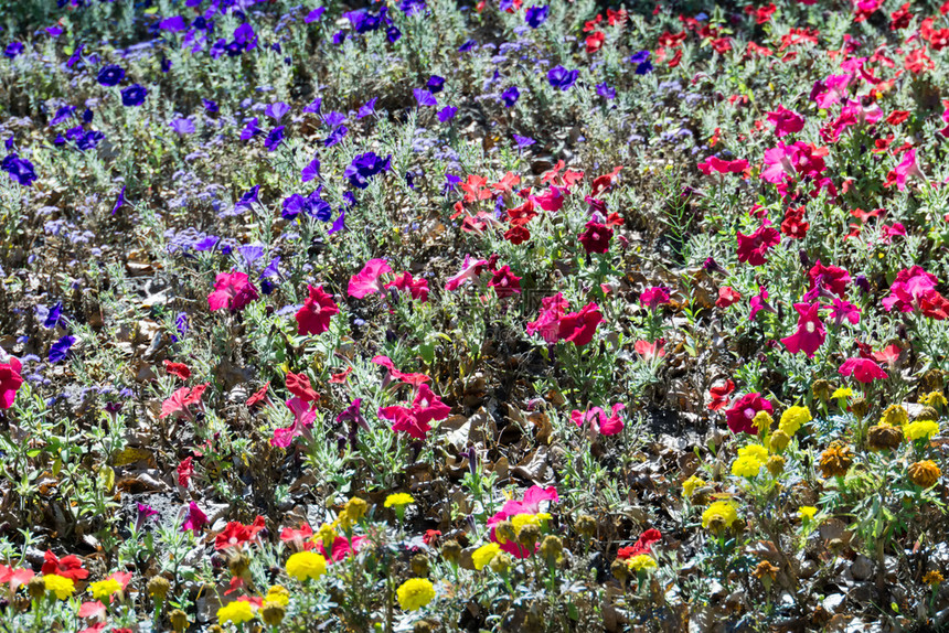 彩色天然花卉背景的明亮朵图片