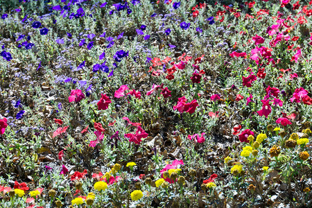 彩色天然花卉背景的明亮朵图片