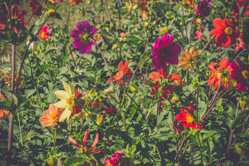明亮的大丽花朵颜色不同天然花卉背景图片