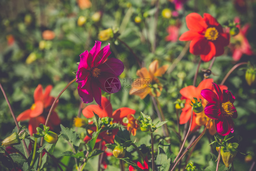 明亮的大丽花朵颜色不同天然花卉背景图片