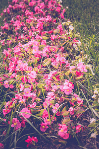 颜色漂亮的花朵群图片