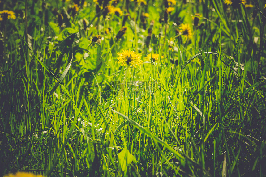 草地上明亮的黄色花朵图片