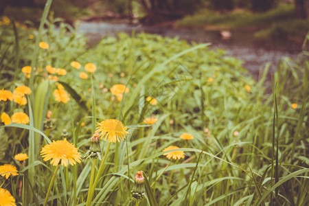 夏季里草地黄色的花朵图片