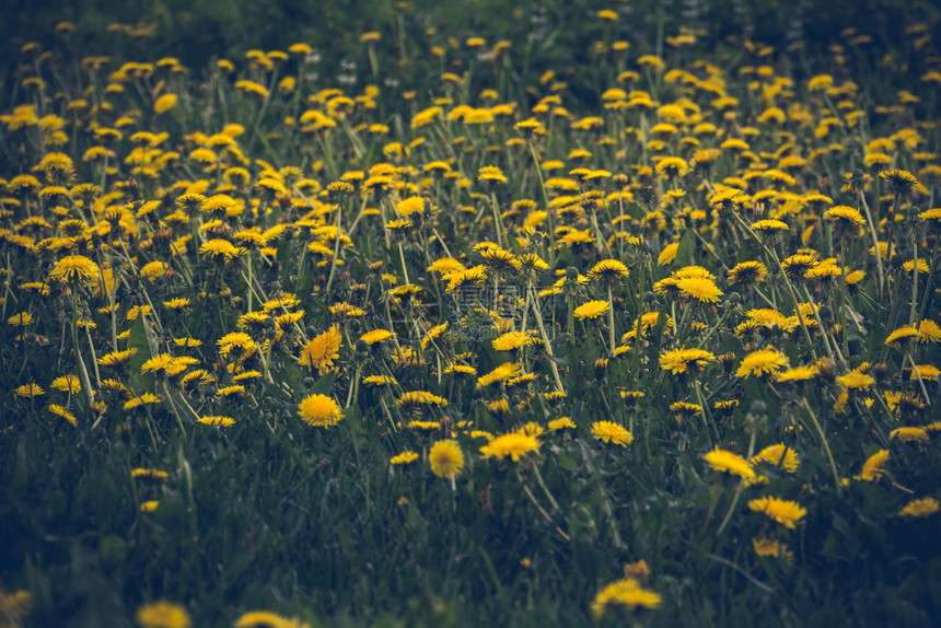 夏季里草地黄色的花朵图片