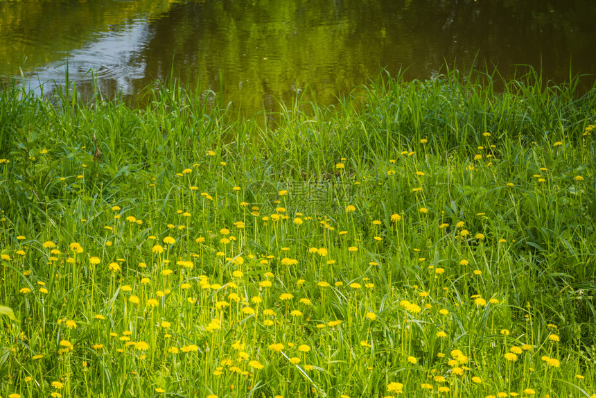 阳光明媚的草地有黄色花朵图片