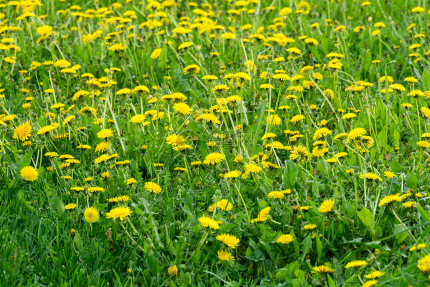 阳光明媚的黄色花朵图片