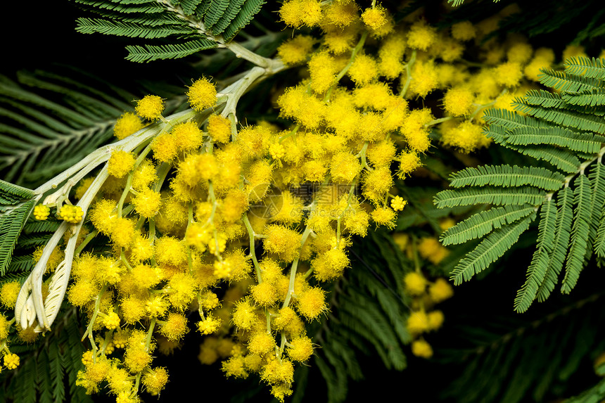 黄色米摩萨巨集小花朵图片