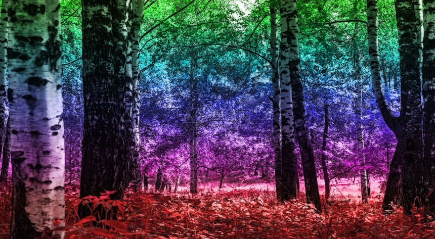 彩虹颜色对树木和丛的影响城市公园景观图片
