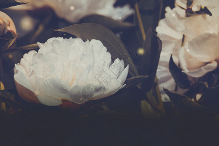 谷雨时节牡丹开花朵装饰白色在园里开过滤背景背景
