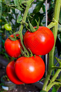 在菜园种植成熟的红番茄在露天种植番茄健康的食物概念图片